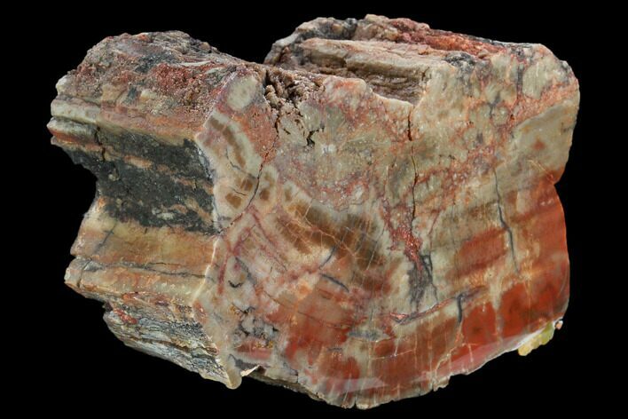 Wide, Polished Petrified Wood Section - Arizona #129461